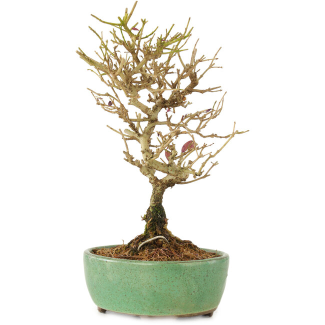 Ligustrum, 17 cm, ± 6 Jahre alt