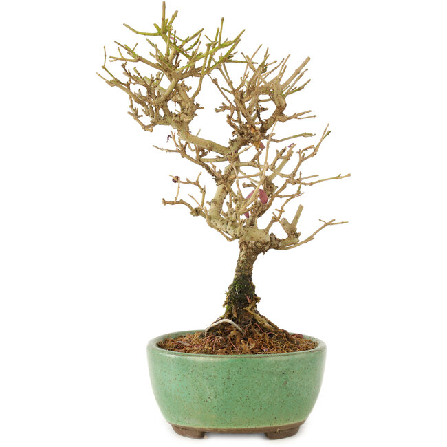 Ligustrum, 17 cm, ± 6 years old