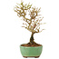 Ligustrum, 17 cm, ± 6 Jahre alt