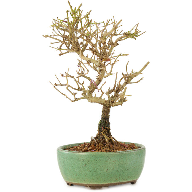 Ligustrum, 17 cm, ± 6 anni