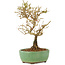 Ligustrum, 17 cm, ± 6 Jahre alt