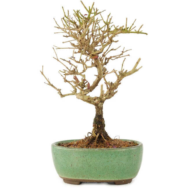 Ligustrum, 17 cm, ± 6 ans