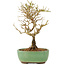 Ligustrum, 17 cm, ± 6 Jahre alt