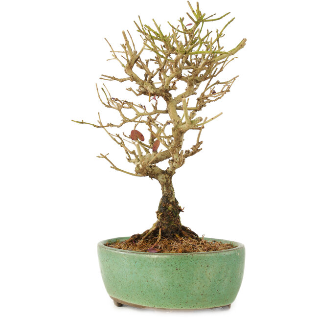 Ligustrum, 17 cm, ± 6 Jahre alt