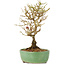 Ligustrum, 17 cm, ± 6 jaar oud