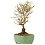 Ligustrum, 17 cm, ± 6 Jahre alt
