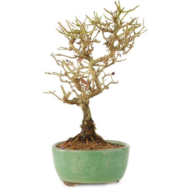 Ligustrum, 17 cm, ± 6 Jahre alt