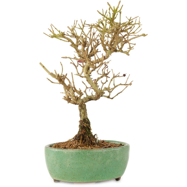 Ligustrum, 17 cm, ± 6 ans
