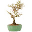 Ligustrum, 17 cm, ± 6 Jahre alt