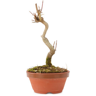 Acer buergerianum, 15,5 cm, ± 5 anni