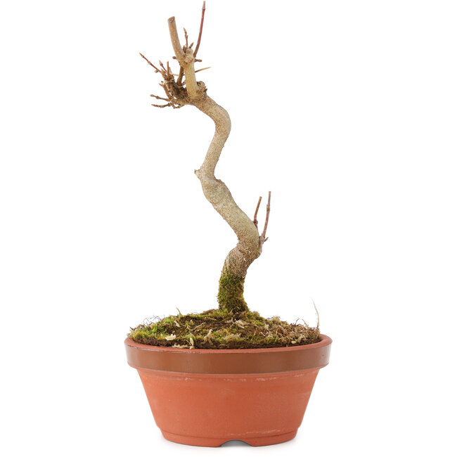 Acer buergerianum, 15,5 cm, ± 5 años
