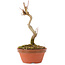 Acer buergerianum, 15,5 cm, ± 5 años