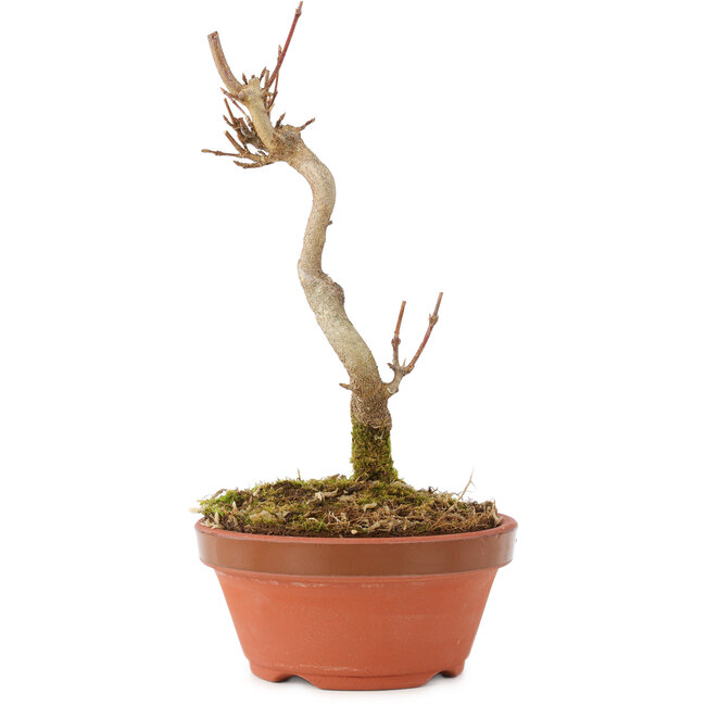 Acer buergerianum, 15,5 cm, ± 5 years old