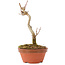 Acer buergerianum, 15,5 cm, ± 5 años