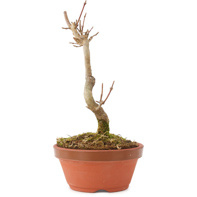 Acer buergerianum, 15,5 cm, ± 5 years old