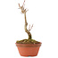 Acer buergerianum, 15,5 cm, ± 5 años