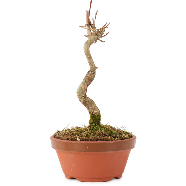Acer buergerianum, 15,5 cm, ± 5 jaar oud