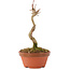 Acer buergerianum, 15,5 cm, ± 5 años