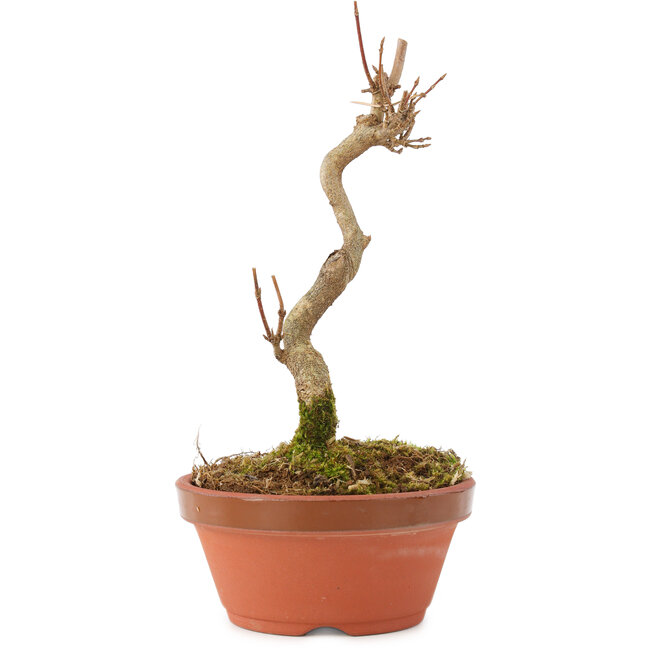 Acer buergerianum, 15,5 cm, ± 5 years old