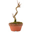 Acer buergerianum, 15,5 cm, ± 5 años