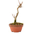 Acer buergerianum, 15,5 cm, ± 5 años