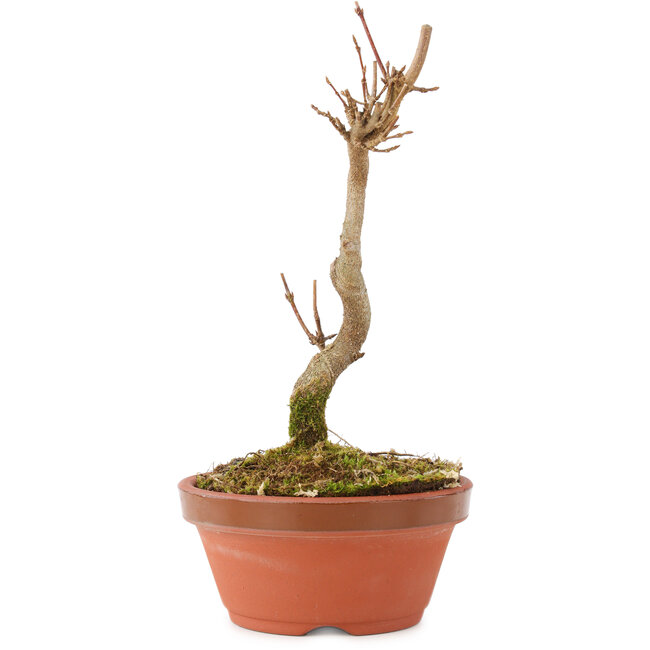 Acer buergerianum, 15,5 cm, ± 5 years old