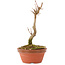 Acer buergerianum, 15,5 cm, ± 5 años