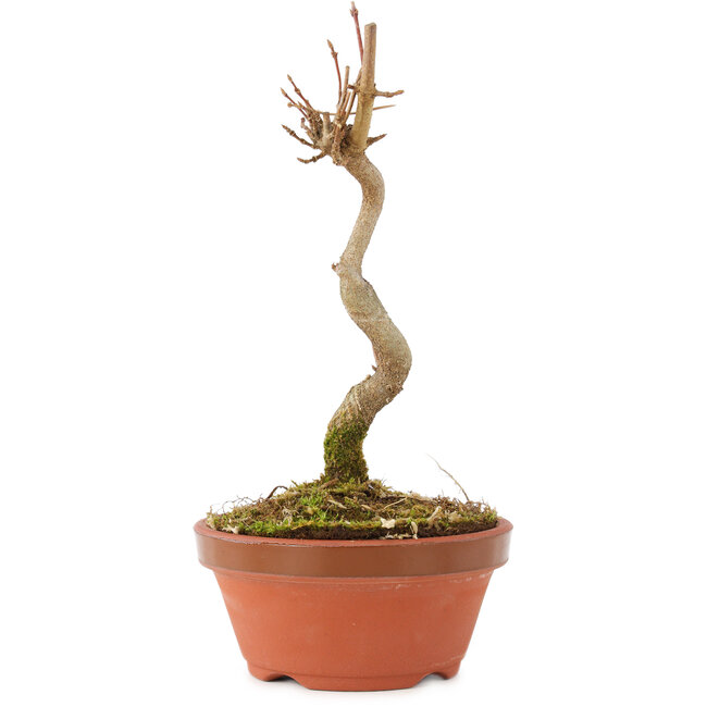 Acer buergerianum, 15,5 cm, ± 5 years old