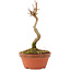 Acer buergerianum, 15,5 cm, ± 5 años