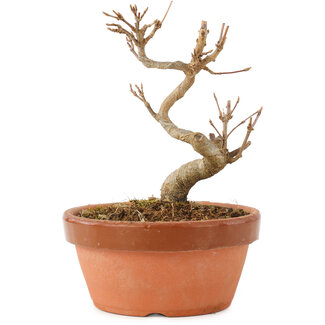 Acer buergerianum, 12 cm, ± 5 Jahre alt