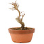 Acer buergerianum, 12 cm, ± 5 years old