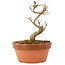 Acer buergerianum, 12 cm, ± 5 years old
