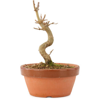 Acer buergerianum, 12 cm, ± 5 años