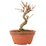 Acer buergerianum, 12 cm, ± 5 years old
