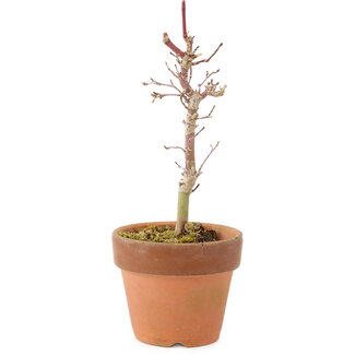 Acer palmatum Deshojo, 17 cm, ± 5 años