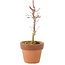 Acer palmatum Deshojo, 17 cm, ± 5 years old