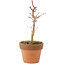 Acer palmatum Deshojo, 17 cm, ± 5 jaar oud