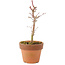 Acer palmatum Deshojo, 17 cm, ± 5 Jahre alt