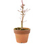 Acer palmatum Deshojo, 17 cm, ± 5 jaar oud
