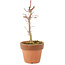 Acer palmatum Deshojo, 17 cm, ± 5 Jahre alt