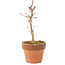 Acer palmatum Deshojo, 17 cm, ± 5 jaar oud