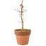 Acer palmatum Deshojo, 17 cm, ± 5 jaar oud
