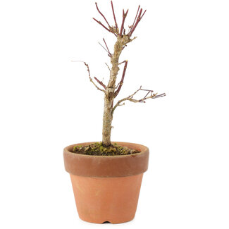 Acer palmatum Deshojo, 16 cm, ± 5 años