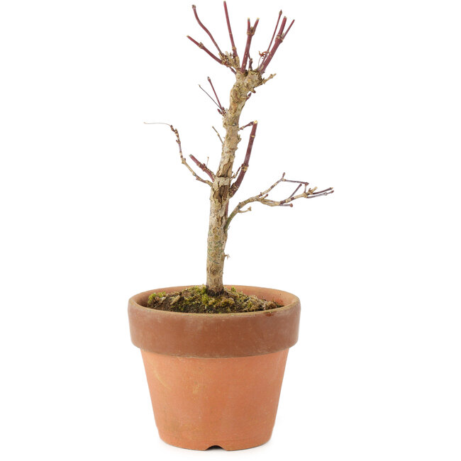 Acer palmatum Deshojo, 16 cm, ± 5 Jahre alt