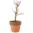 Acer palmatum Deshojo, 16 cm, ± 5 years old