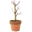 Acer palmatum Deshojo, 16 cm, ± 5 jaar oud