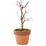Acer palmatum Deshojo, 16 cm, ± 5 Jahre alt