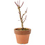 Acer palmatum Deshojo, 16 cm, ± 5 jaar oud