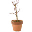 Acer palmatum Deshojo, 16 cm, ± 5 years old