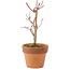 Acer palmatum Deshojo, 16 cm, ± 5 jaar oud